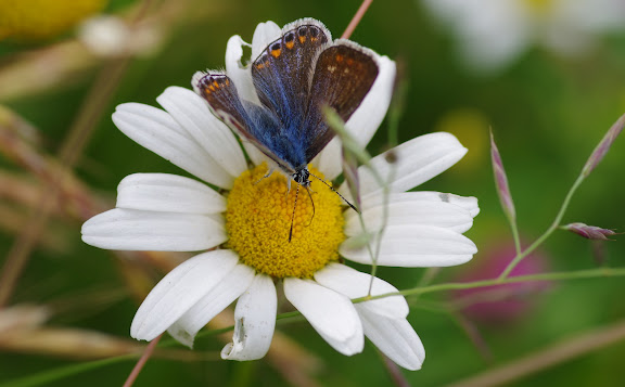 Polyommatuss icarus ROTTEMBURG, 1775, femelle. Les Hautes-Lisières (Rouvres, 28), 14 juin 2012. Photo : J.-M. Gayman