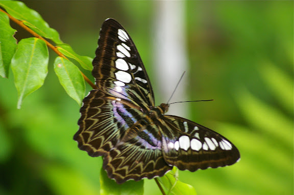 Parthenos sylvia borneensis STAUDINGER, 1889. Poring (Sabah, Malaisie, Bornéo), 31 juillet 2011. Photo : J.-M. Gayman