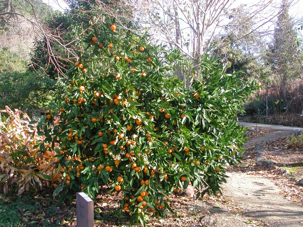 [Mandarin_orange_tree%255B4%255D.jpg]