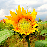 by Biljana Nikolic -  