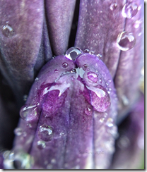Sue Reno, Hyacinth with raindrops, macro