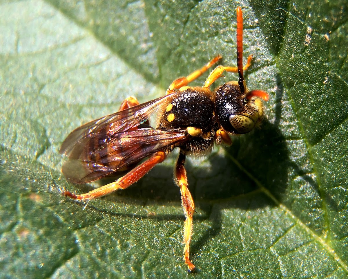 European paper wasp. Avispa cartonera