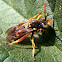 European paper wasp. Avispa cartonera