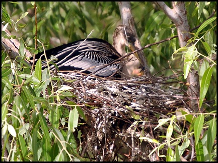 06e - Anhinga in nest