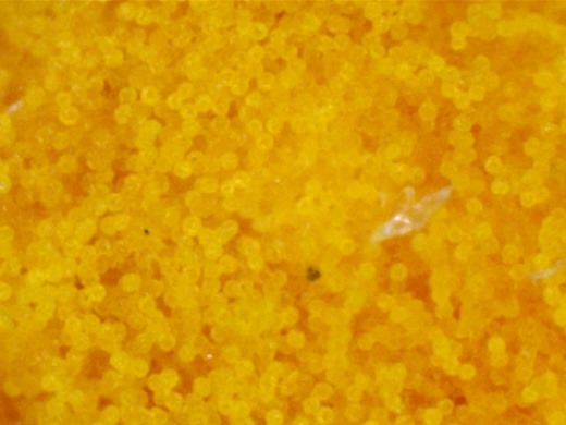 Pollen grains 5