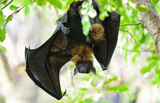 خفاش الفاكهة الإفريقي
