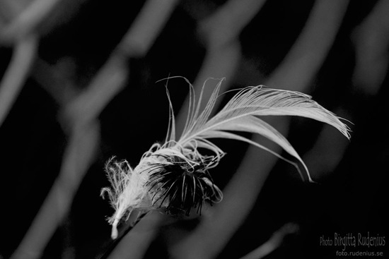 bw_20111014_feather