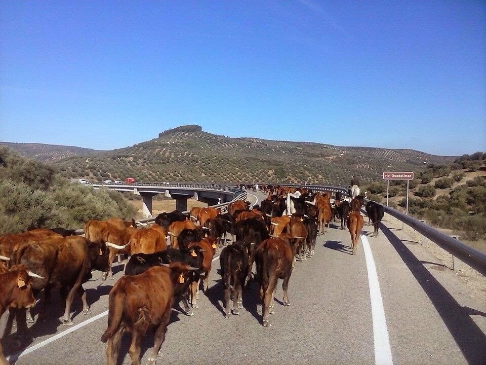 Navalcardo Trashumantes