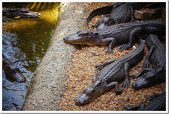 public-domain-pictures-alligator-1 (300)