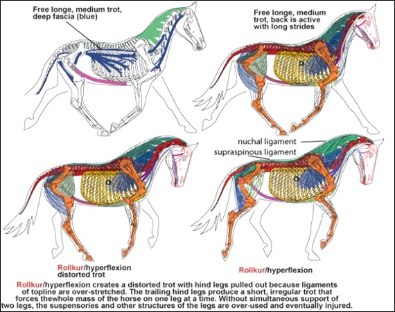 rollkur-equine-back