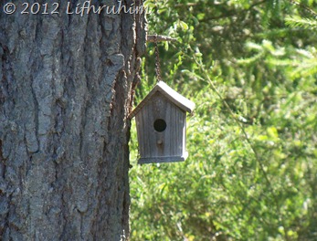 Birdhouse hanging from tree in sunshine