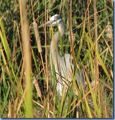 6134 Texas, South Padre Island - Birding and Nature Center - Great Blue Heron