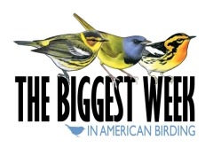 Biggestweekinamericanbirding_Logo