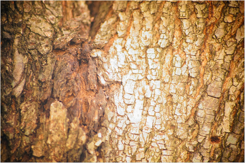 free-tree-bark-pictures-1 (2386)