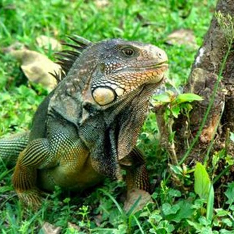 INBIOparque un parque que resume toda la biodiversidad de Costa Rica ...