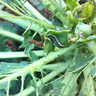 Cabbage leaf eater