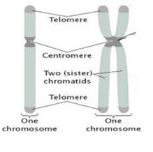 chromosome and chromatid