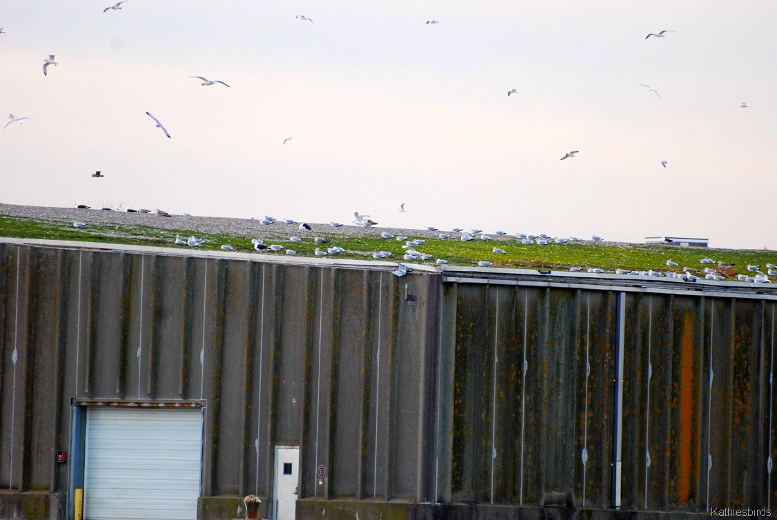 [7.%2520more%2520gulls-kab%255B1%255D.jpg]