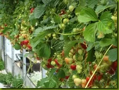 strawberry_fields_lovely_Funzug.org_07