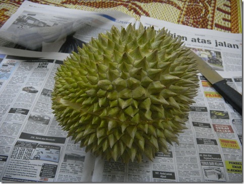 Durian Balik Pulau 1