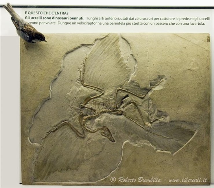 09_2013-10-10_Archaeopteryx_Milano ed(4)-c (Medium)