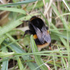 Buff-tailed Bumblebee