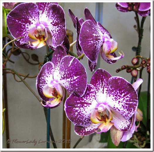 02-08-orchids8