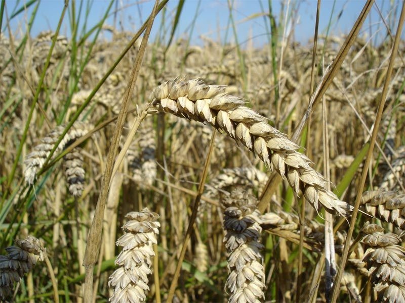 [wheat%255B3%255D.jpg]