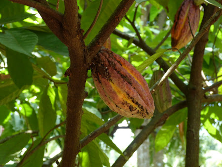 Imagini Sri Lanka: fruct de cacao