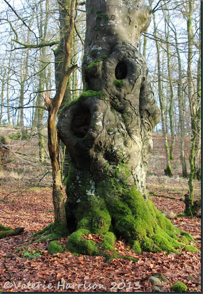 48-old-tree