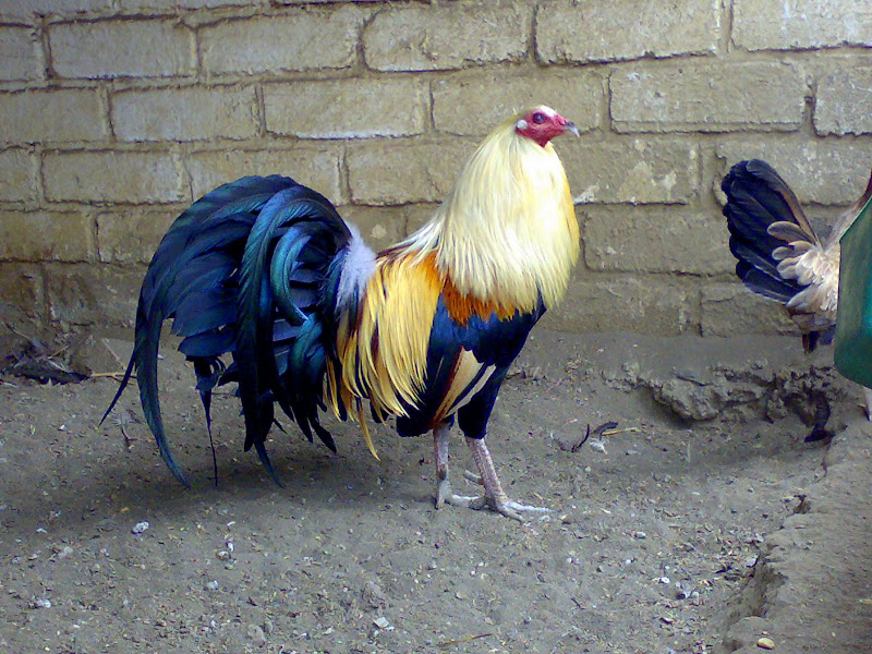 Granjas De Gallos De Pelea En California