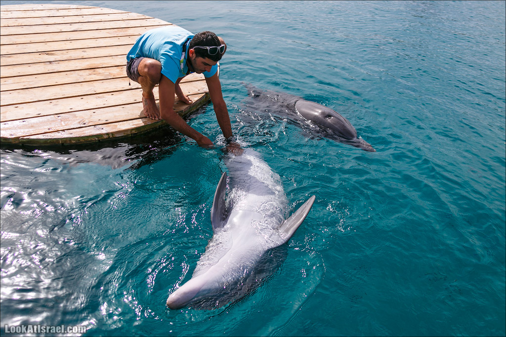 LookAtIsrael.com - Фото путешествия по Израилю | Дельфиний риф в Эйлате. Дельфинарий | Dolphins reef in Eilat | דולפינריום באילת
