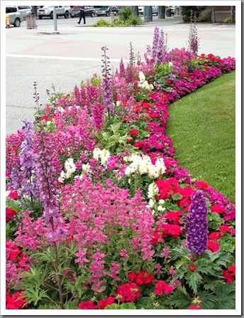 pink border with delphiniums, pelargoniums, snapdragons, salvia, foxgloves