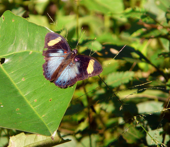 Euphaedra ceres FABRICIUS, 1775 ou E. permixtum BUTLER, 1873. Atewa Hills (Ghana), 28 décembre 2009. Photo : J. F. Christensen