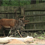 Hirsch im Wisentreservat bei Miedzydroje