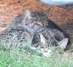 1 new kitties 10.2011 both kitties under camper snuggling1