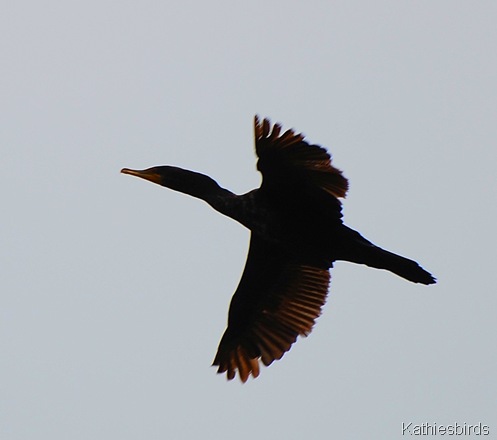 6. cormorant-kab