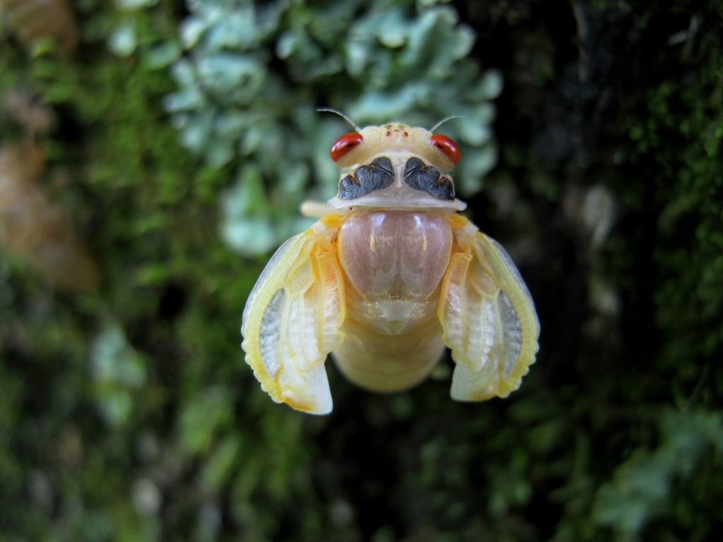 [cicada-emerging-top-view7.jpg]