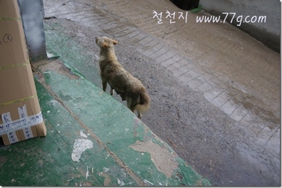 철천지DSC04531-20120705-161210