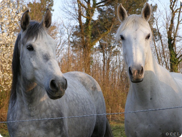 img-images-horses-tagams-19857