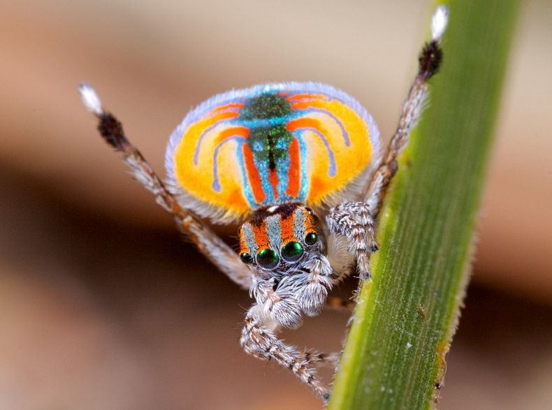 peacock-spider-13
