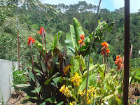 alles bloeit en groeit