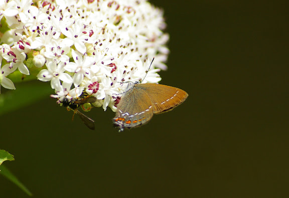 Satyrium ilicis ESPER, 1779, femelle. Les Hautes-Lisières (Rouvres, 28), 11 juin 2011. Photo : J.-M. Gayman