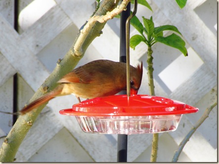 cardinal on feeder