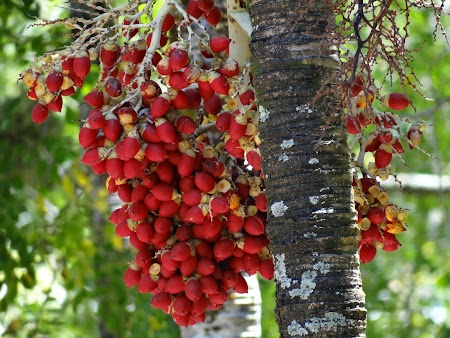 Gradina botanica din Mauritius