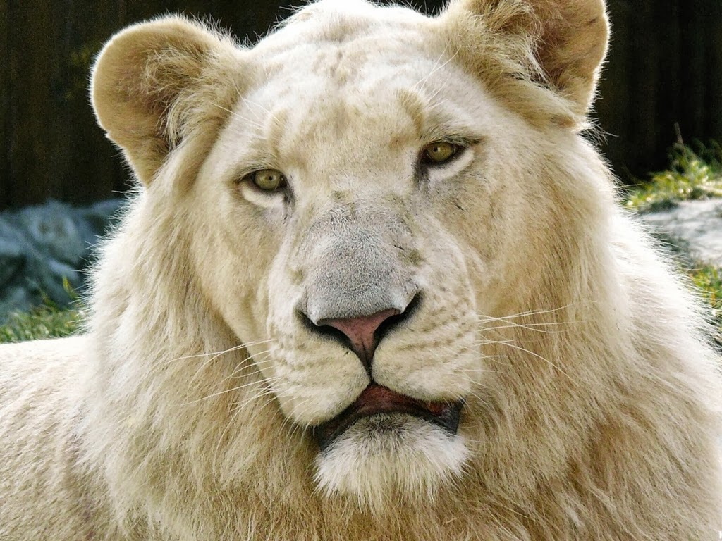 WALLPAPER: LION BEST HD DESKTOP WALLPAPERS FREE DOWNLOAD