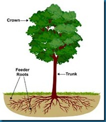 fertilizing-tree-roots