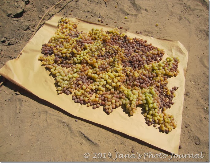Grapes Drying in the Sun