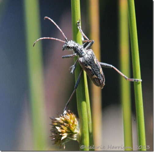34-two-banded-longhorn