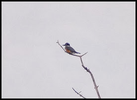 00i - Animals - Kingfisher female
